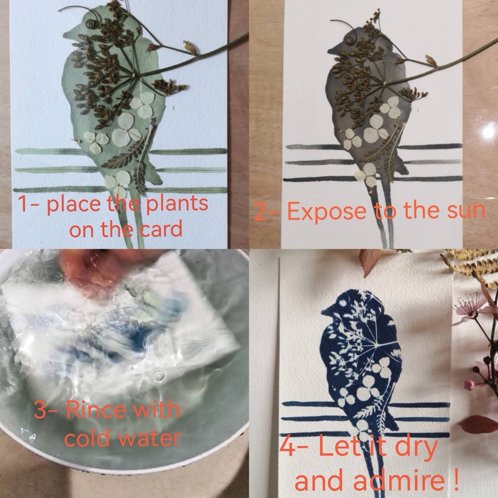 kit DIY solaire artistique cyanotype motif oiseaux