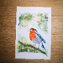 Aquarelle originale rouge-gorge