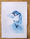 Aquarelle originale de moineau