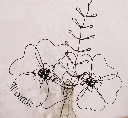 Bouquet fête des grands-mères