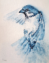 Aquarelle originale de moineau
