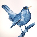 Aquarelle originale merle bleu sur sa branche